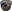 GriddyGoose